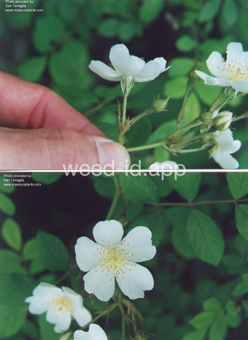 rose, multiflora